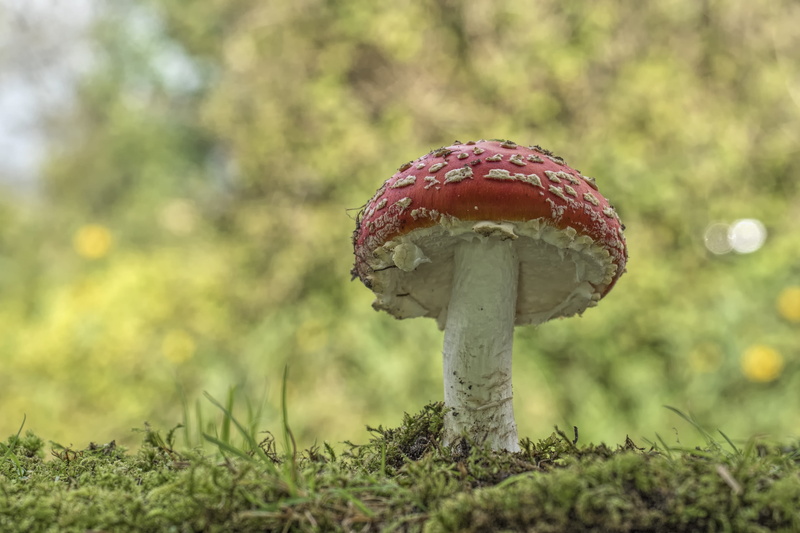 forest, mushroom, fly agaric mushroom, food, close, beauty in nature, mushrooms, garden, amanita, freshness, food and drink, point, outdoors, red fly agaric mushroom