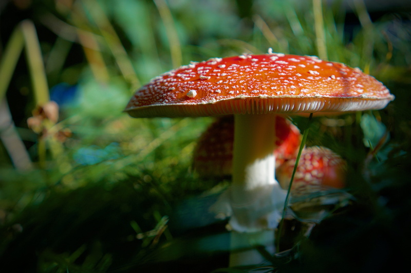 fly agaric, vegetable, close up, food, nature, fly agaric mushroom, day, forest, forest mushroom, poisonous, selective focus, plant, red, close-up, mushroom