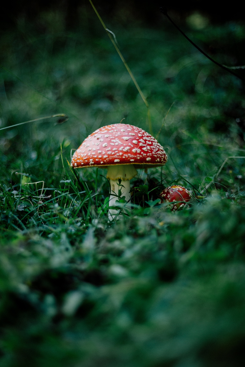 food, outdoors, selective focus, food and drink, land, red, mushroom, nature, close-up, day, toadstool, no people, fungus, fly agaric mushroom, vegetable