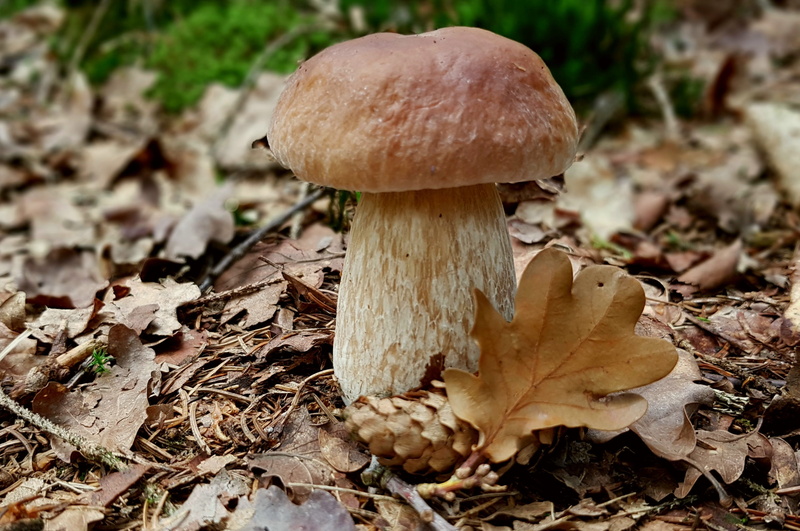 mushroom, field, growth, toadstool, 2K, food, no people, outdoors, dry, oak leaves, cep, surface level, sponge mushroom, fungus, land, plant, plant part