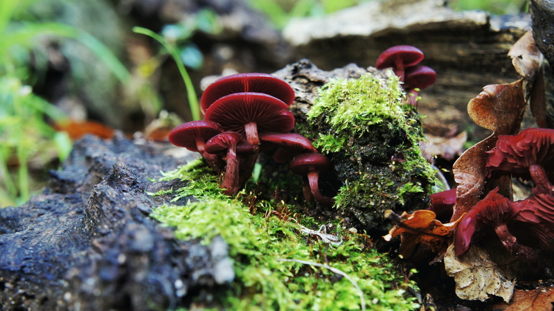 plants, macro, 4K, mushroom, moss