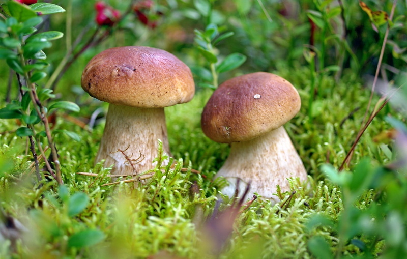 mushroom, 1080P, moss, macro