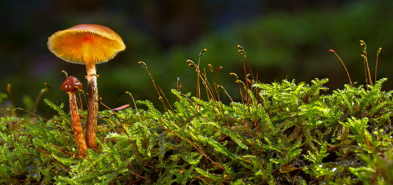 close-up, freshness, moss, land, forest, food, sponge, mushroom, mushrooms, vulnerability, vegetable, outdoors, plant, 4K, nature, growth, flower head