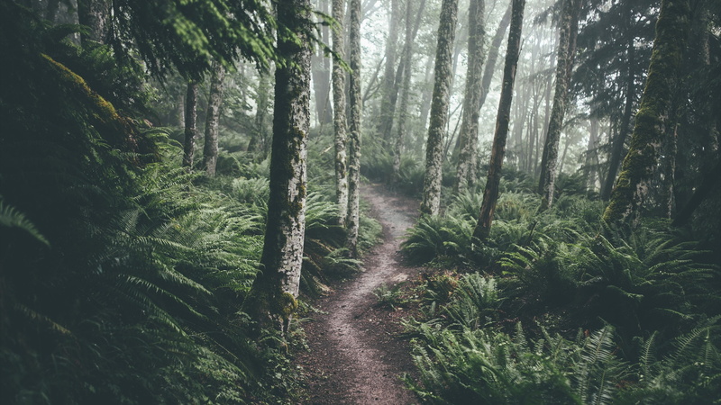 trail, no people, tranquility, outdoors, green color, green, direction, non-urban scene, land, day, forest, photography, growth, beauty in nature, bamboo - plant