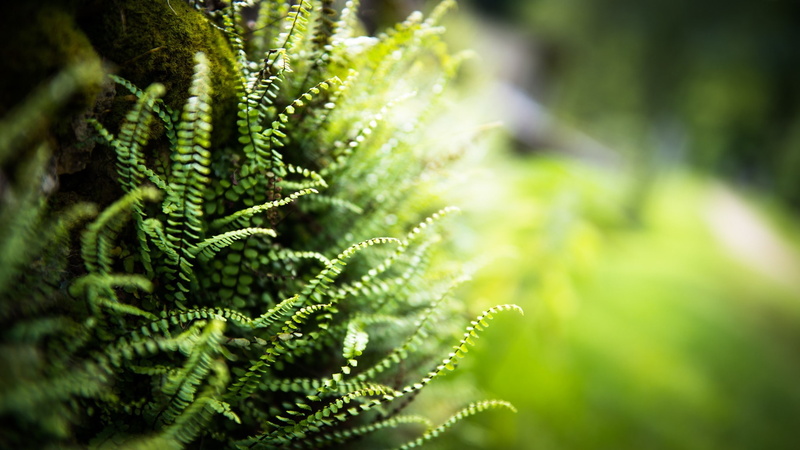1080P, plants, ferns, nature