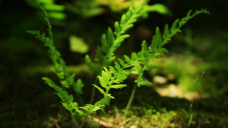 growth, 1080P, outdoors, plant, herb, ferns, vulnerability, close-up, fern, beauty in nature, food and drink, yellow, no people, day, plants, focus on foreground