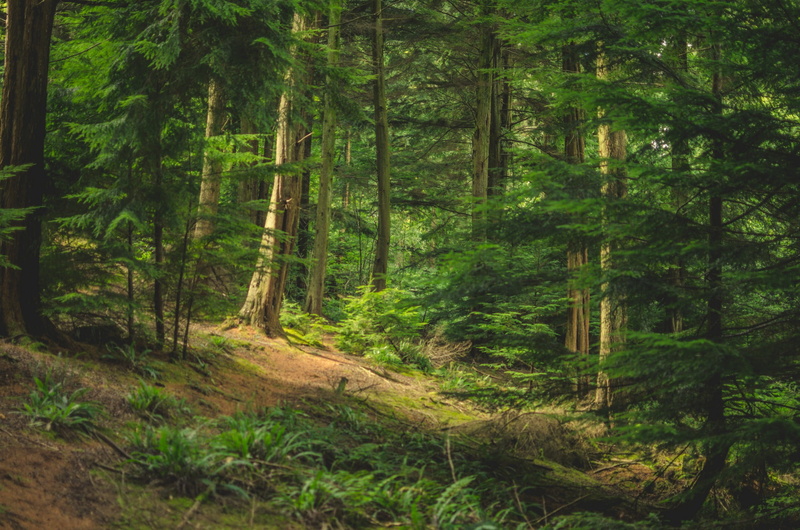 beauty in nature, day, nature, forest, growth, trunk, non-urban scene, tree trunk, rainforest, land, green color, lush foliage, tranquility, tree, 1080P