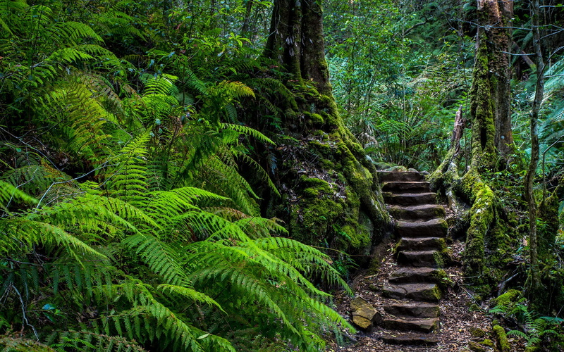 stairs, 1080P, Ferns, forest