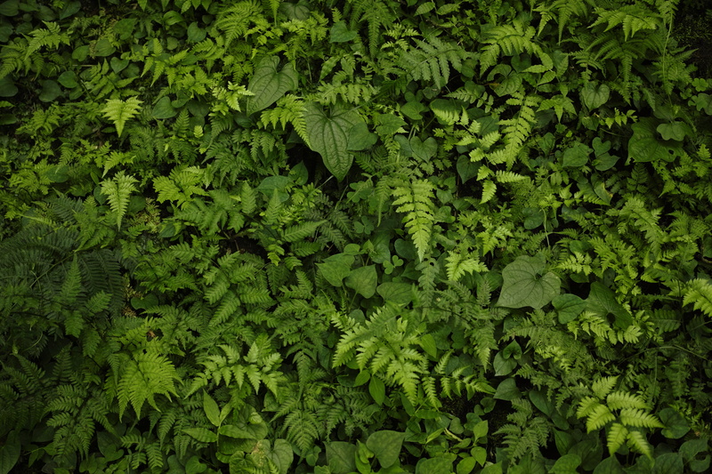 no people, leaf, 4K, green, backgrounds, thicket, green color, leaves, growth, freshness, full frame, nature, background, close-up, tree, day, land, fern