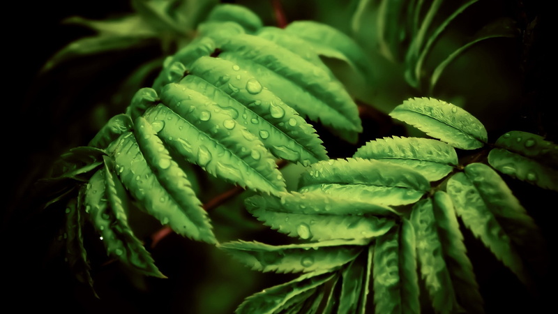 leaf, green color, macro, food and drink, healthy eating, water drops, plants, no people, day, wellbeing, selective focus, close-up, plant part, leaves