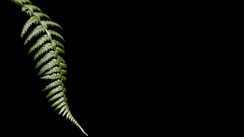 close-up, ferns, pattern, plant, fern, nature, cut out, no people, studio shot, beauty in nature, fragility, plant part, 1080P, black background, vulnerability