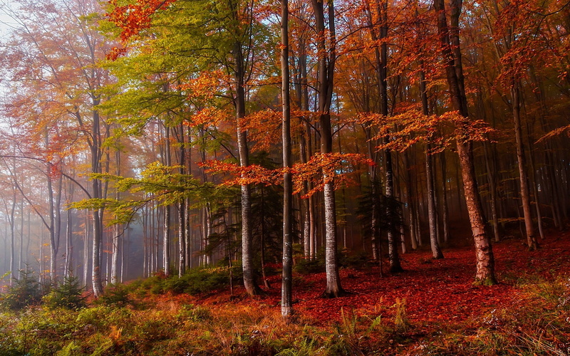 trees, tree trunk, non-urban scene, tranquility, no people, orange color, landscape, colorful, beauty in nature, idyllic, bamboo - plant, woodland, mist