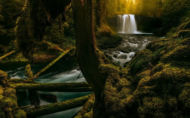 river, trees, 1080P, wooden, tree, long exposure, landscape, waterfall, no people, black, flowing water, plant, nature, power in nature, stream - flowing water