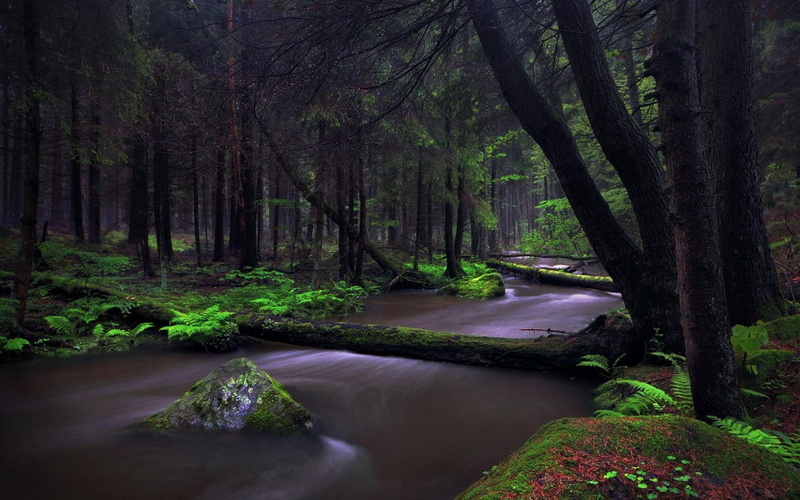 nature, scenics - nature, tranquility, forest, river, rainforest, plant, tranquil scene, tree trunk, ferns, moss, woodland, non-urban scene, landscape