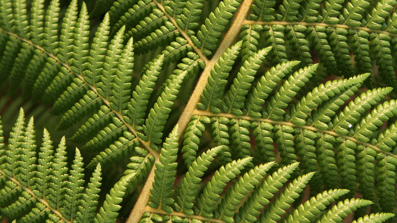 plants, nature, macro, 2K, ferns