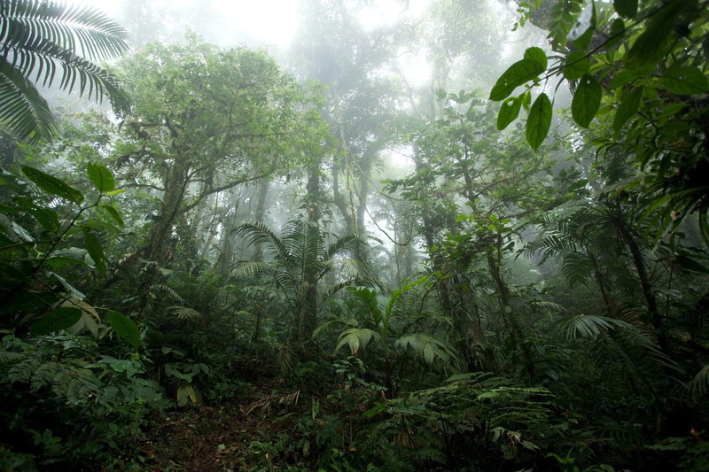 720P, green, tropical, mist, nature, jungle