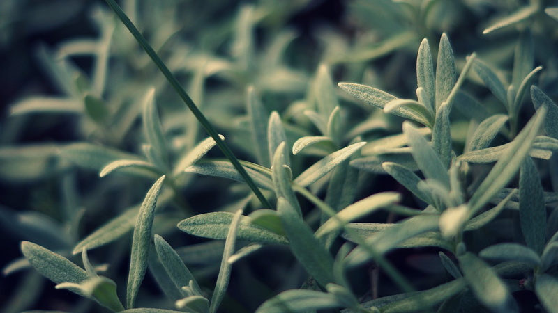 plants, backgrounds, food and drink, no people, green, leaves, close-up, beauty in nature, green color, leaf, full frame, agriculture, 1080P, crop, plant part