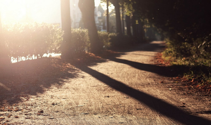 plant, growth, tranquility, day, outdoors, shadow, tree, street, sunny, 720P, bush, beauty in nature, the way forward, footpath, sunlight, direction, lens flare