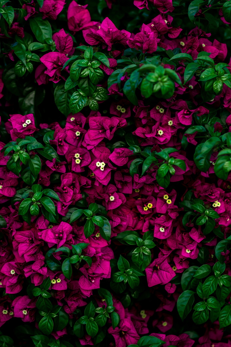 flowering plant, green color, no people, petal, leaves, freshness, beauty in nature, bougainvillea, vulnerability, growth, abundance, 5K, nature, plant part