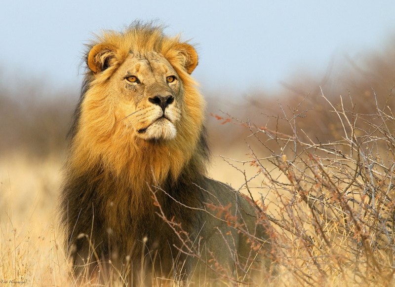 Africa, bushes, 1080P, lion, the lion, brown