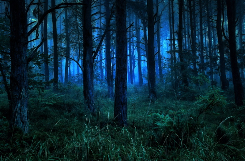 dark, tree Trunk, branch, fog, sunbeam, scenics, 1080P, night, environment, dawn, wilderness Area, mystery, morning, trunk, spooky, backgrounds, scenics - nature