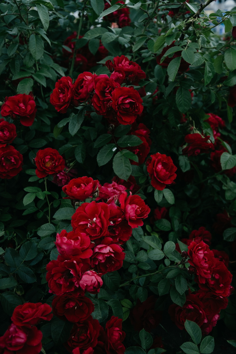 red, 5K, roses, garden, bloom, leaves, bush, bud