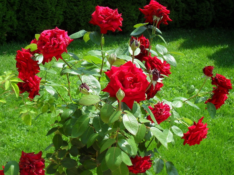 formal Garden, gardening, love, green Color, bouquet, flower Head, sunny, romance, flowering plant, fragility, red, botany, flowerbed, flowers, freshness