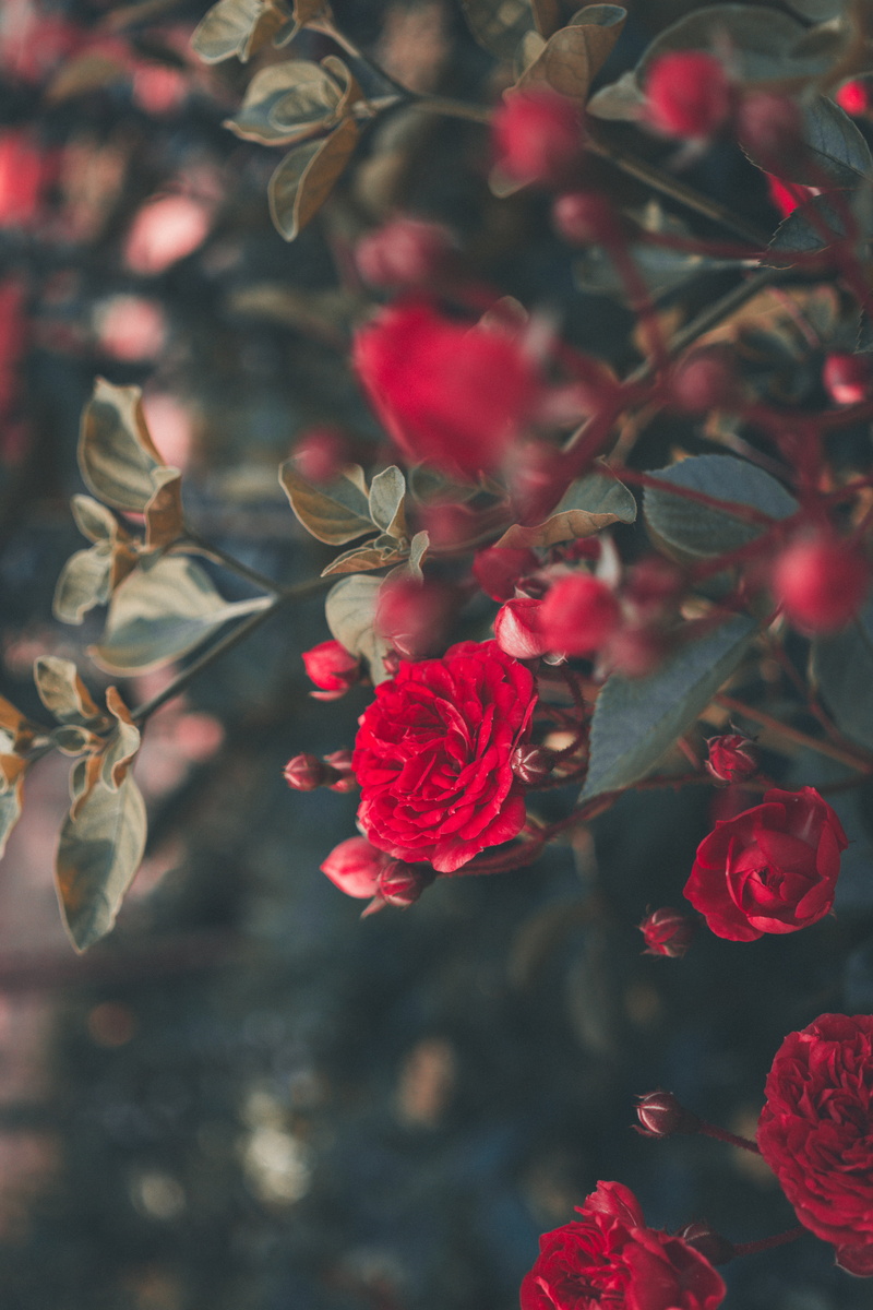 no people, bloom, bouquet, fragility, focus on foreground, red, freshness, rose, flowering plant, plant, blur, growth, rose - flower, tree, pink color