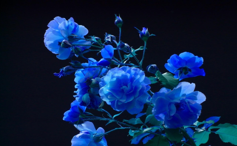 botany, macro, rose, blossom, 1080P, bunch of flowers, inflorescence, blue, stem, buds, petal, branch, freshness, flowering plant, flowers, leaf, indoors