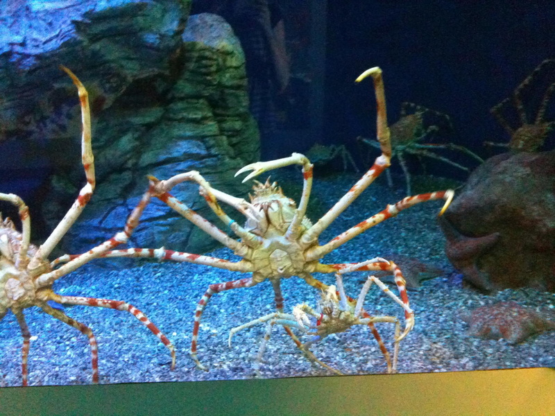 spider, king, white, animals, red, crabs, crab, 1080P, spider crab