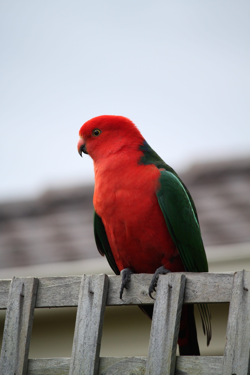 australian king parrot, colorful, animal, vertebrate, day, colourful, wildlife, australia, animal wildlife, railing, nature, red, 4K, king parrot, full length