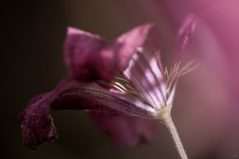 petaled, secret, plant, photography, flower, field, depth of field, nature, garden, depth, close-up, purple, macro, 4K