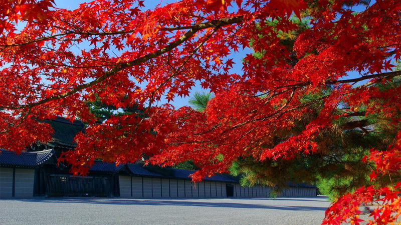 nice, picture, red, blue, peisaje, leaves, 1080P, tree, widescr, white, grove, japan, paisaje, photoshop