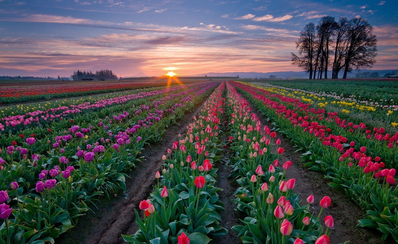 thous, picture, gold, colors, widescreen, clouds, 1080P, petals, landscapes, magenta, blue, horizon, nice, white, flowers