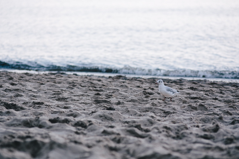 shore, White, seaside, blue, seagull, bird, animal themes, vertebrate, wave, motion, marine, beauty in nature, outdoors, animals in the wild, on the beach