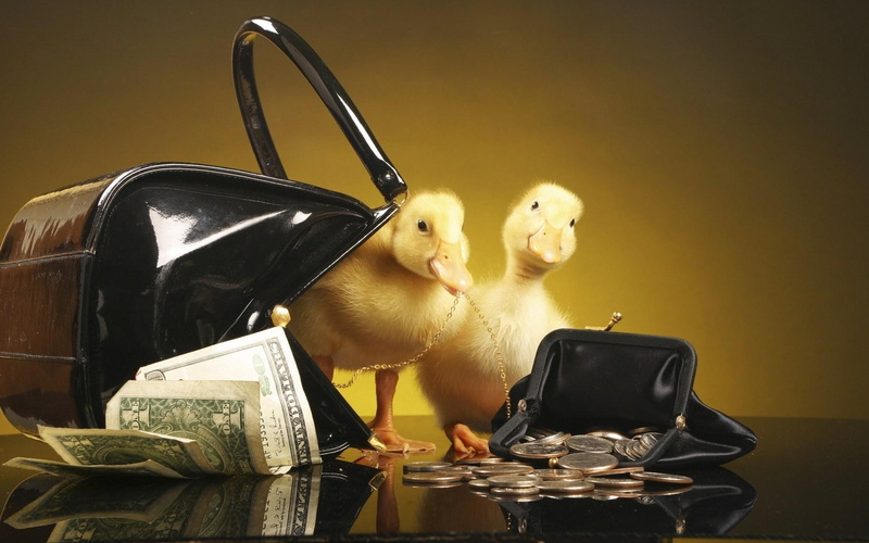 1080P, purse, ducklings, money