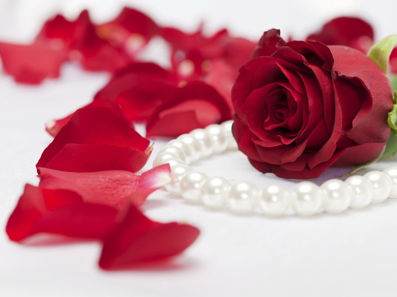 positive emotion, rose petals, emotion, romance, beautiful, freshness, decoration, love, gift, flowering plant, anniversary, close-up, 720P, no People