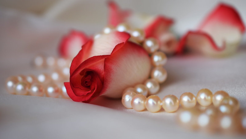 elegance, pearl jewelry, beauty in nature, jewelry, plant, necklace, ornate, flowers, wedding, rose - flower, red, expense, shine, indoors, pearls, white