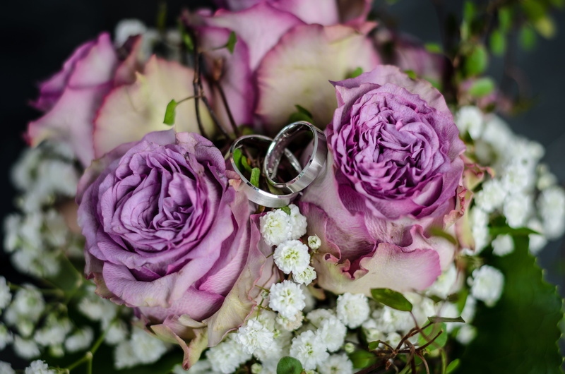 backgrounds, two, roses, no people, silver, flower head, day, outdoors, inflorescence, petal, rose - Flower, fragility, pink Color, rings, flower arrangement
