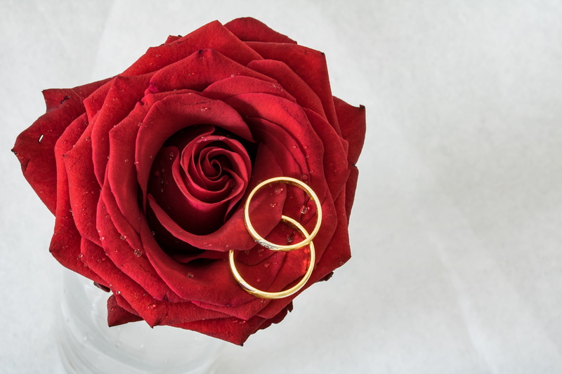 all the time, rose petals, rose - flower, petal, connected, oath, forever, together, plant, inflorescence, flower head, rings, scratches on rings, connectedness