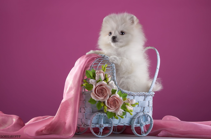 flower, flower arrangement, pearl jewelry, softness, pink color, white, studio shot, domestic, animal themes, mammal, one animal, no people, bouquet, indoors
