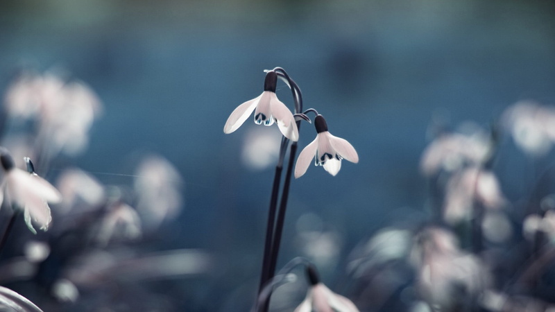 equipment, focus on foreground, beauty in nature, blue, growth, technology, focus, plant stem, selective, snowdrop, petal, inflorescence, flowering plant