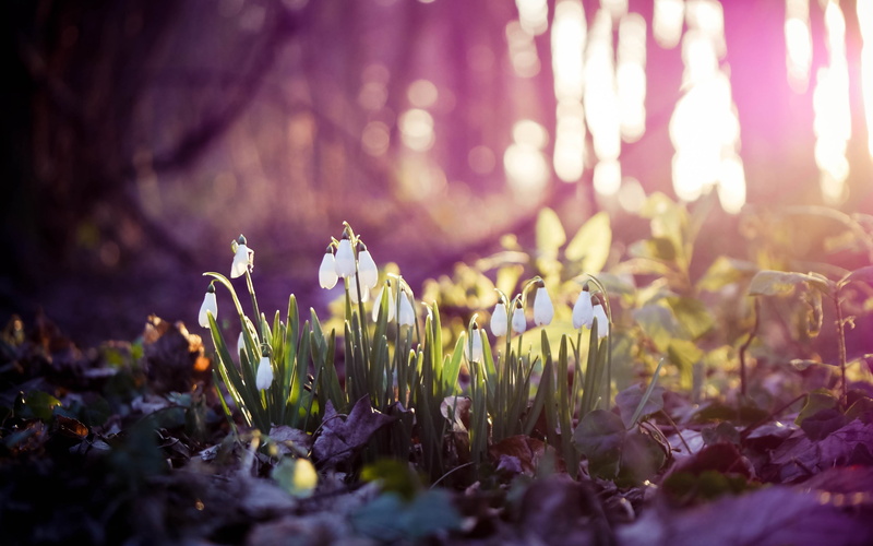 forest, vulnerability, season, defocused, flowerbed, sunlight, outdoors, wood, flowering plant, lens flare, flowers, close-up, tulip, flower Head, multi Colored