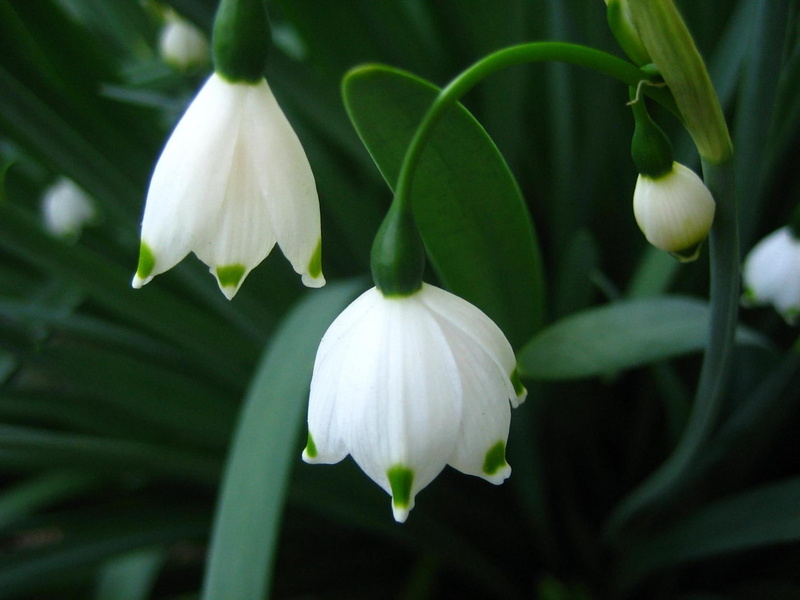 snowdrops, small, cute, nature, bell, bell snowdrops, 1080P, white flowers, spring, flowers, 3d and abstract