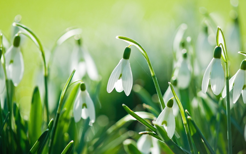 2K, snowdrops, beautiful