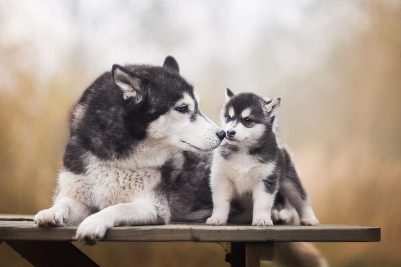 bench, mom, cub, puppy, lies, husky, pose, breed, paws, grey, handsome, Siberian husky, black with white, muzzle, dogs, 1080P, Board, background, baby