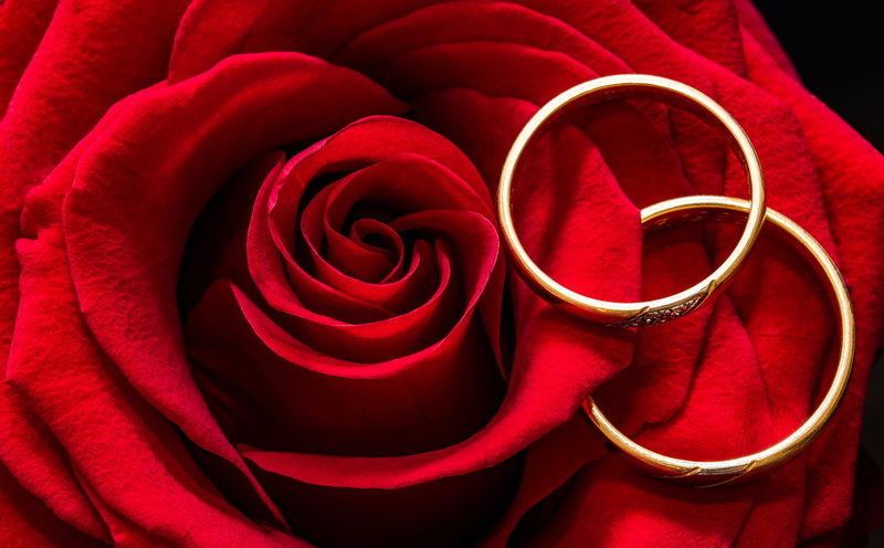 emotion, close-up, Together, flowering plant, Rings, ring, Gold, vulnerability, marriage, positive emotion, red, Rose, rose - flower, beauty in nature
