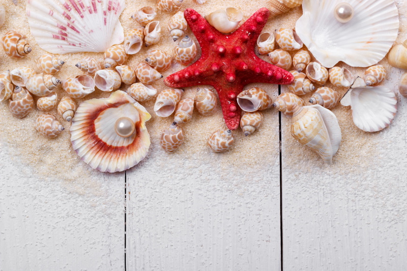still life, wood, 5K, starfish, pearl, shell, sand, seashells, marine, perl