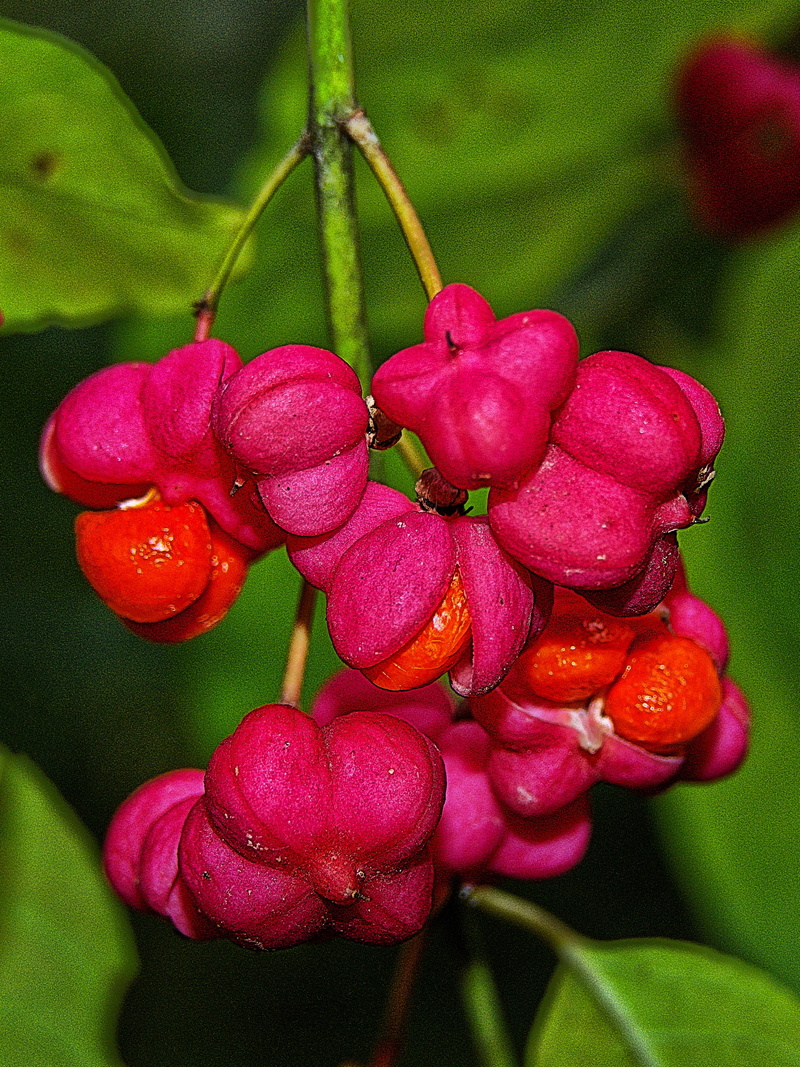 pfaff copings, leaf, 2K, flower head, food and drink, boll, healthy eating, spindle, autumn, food, ripe, beauty in nature, spindle tree, dew, outdoors