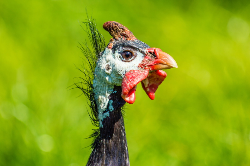 animal eye, livestock, turkey - bird, animal wildlife, one animal, animal body part, animals in the wild, animal head, portrait, close, male animal, vertebrate